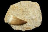 Mosasaur (Prognathodon) Tooth In Rock #70442-1